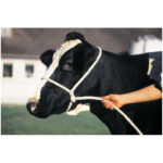 COW POLY ROPE HALTER - BLUE