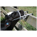 CALF DEBUDDING RESTRAINT